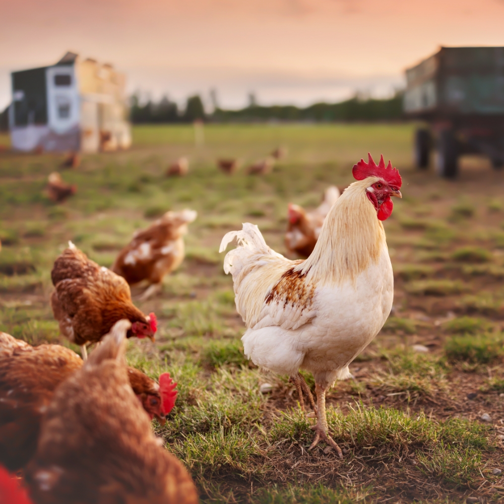 /assets/images/chooks-at-the-rooke_04.jpg